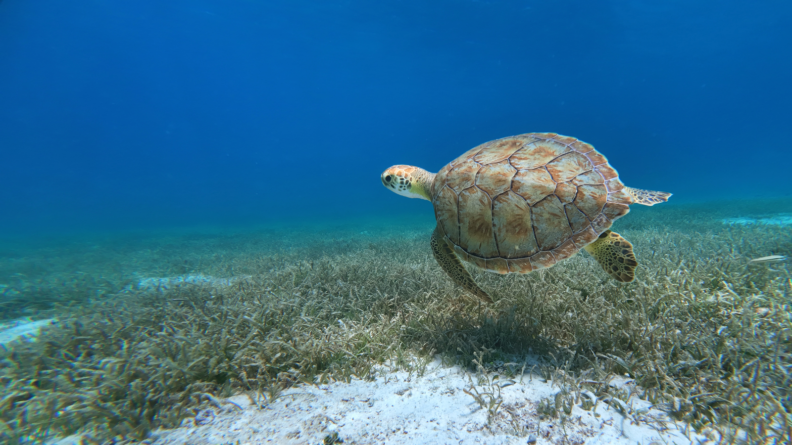Aruba Addicts adventure