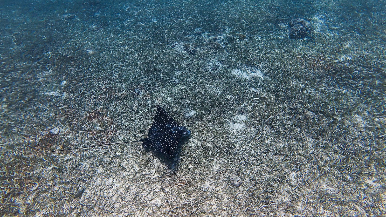 Aruba Addicts adventure