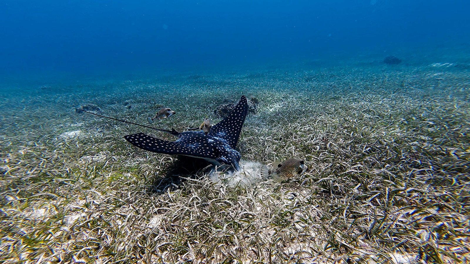 Aruba Addicts adventure